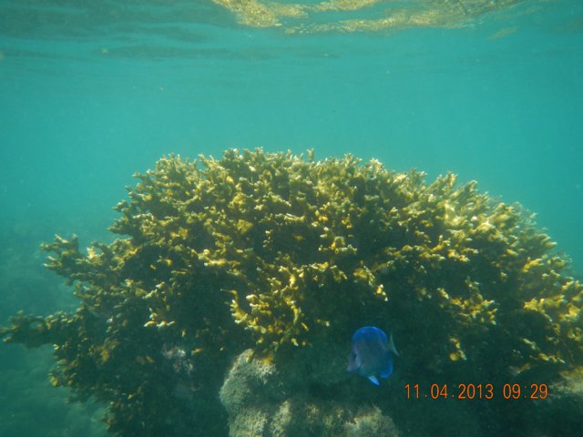Coral de Fogo Maragogi